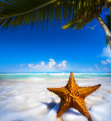 Fototapeta na wymiar Rozgwiazdy na plaży sztuki