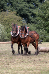 R&uuml;ckepferde bei der Arbeit