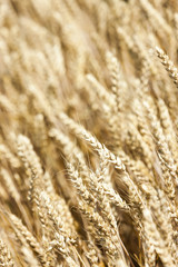 close up of grain field