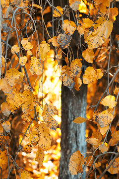 tree leaves yellow autumn