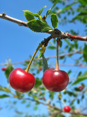 Two cherries on the twig