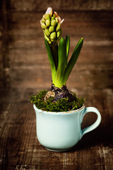 growing spring flower in a cup