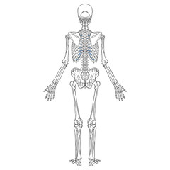 Human Skeleton Back