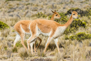 Vicunas in the peruvian Andes Arequipa Peru