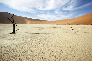 Lone Tree in Deadvlei