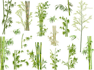 isolated large set of green bamboo branches