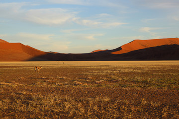 Fototapeta na wymiar Springbuck in Namib Naukluft NP