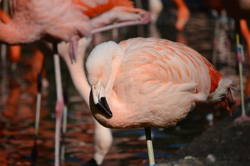 Fototapeta na wymiar flamingos