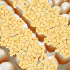 Fat cells - 3D Rendering