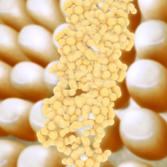 Fat cells - 3D Rendering