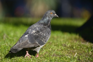 Feral pigeon (Columba livia)