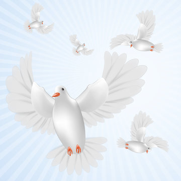 White pigeons isolated