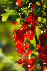 Obraz premium illuminated by sunlight redcurrant berries