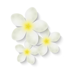 Fototapeta na wymiar White flowers for Your design
