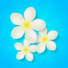 Naklejka premium White flowers on blue background