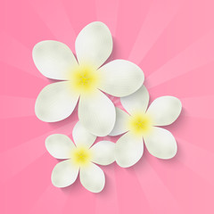 White flowers on pink background