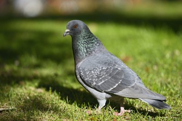 Feral pigeon (Columba livia)