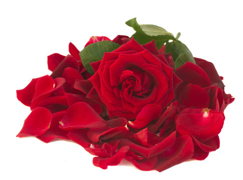 fresh red rose with petals