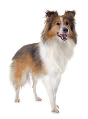 shetland dog