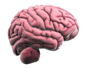 3d rendered illustration of the human brain anatomy