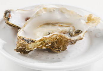 Fresh opened oyster