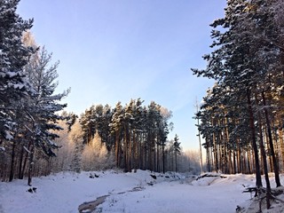 winter forest