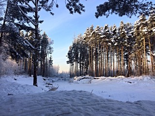 winter forest