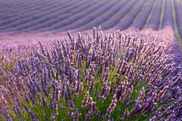 Lavender field during sunrise
