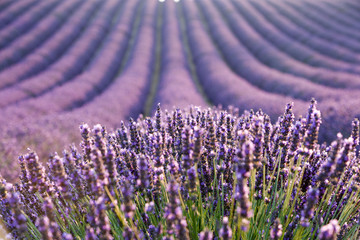Lavender field during sunrise
