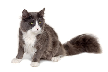 Gray cat sitting on a clean white background