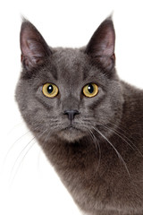 Face of gray cat on white background