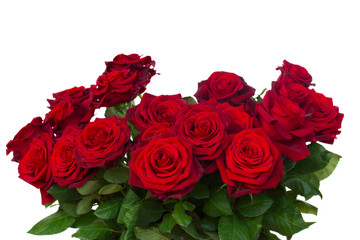 bunch of dark  red roses  close up