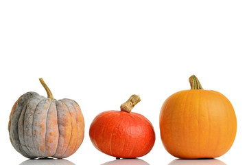 pumpkins