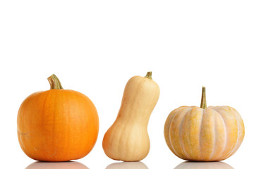 pumpkins