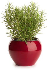 Rosemary in red  pot