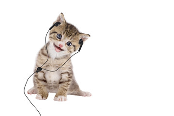Junge Katze hört Musik über Kopfhörer / Headset auf weißem Hinte