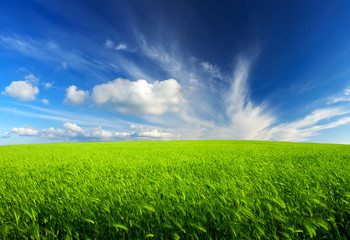 Fototapeta premium Field and sky. Agricultural landscape