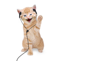 Junge Katze hört Musik über Kopfhörer / Headset auf weißem Hinte