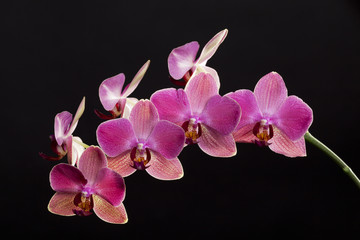 Colored cultivated orchid isolated over black background