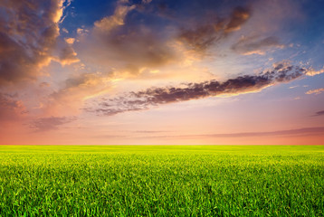 Field and sky. Agricultural landscape