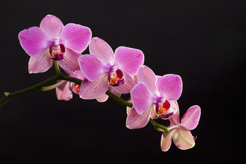 Colored cultivated orchid isolated over black background