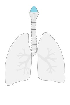cartoon image of human lungs