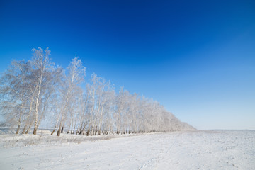 Trees covered with snow against the sky