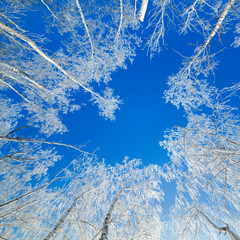 Trees covered with snow against the sky