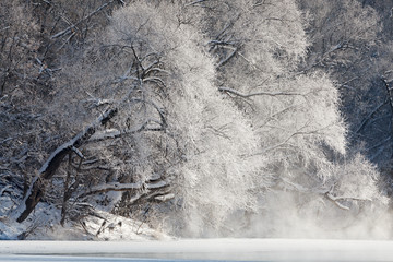 Trees covered with hoarfrost on the shores of an icy river.
