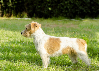 Jack Russell Terrier