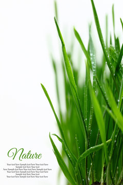 Few Green Blades Of Grass With Water Droplets Isolated