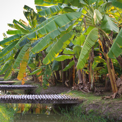 banana garden
