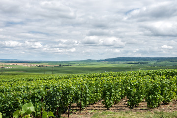 Fototapeta na wymiar Winnica krajobraz, Montagne de Reims, Francja
