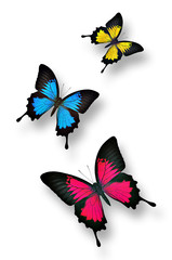 Three colorful butterflies